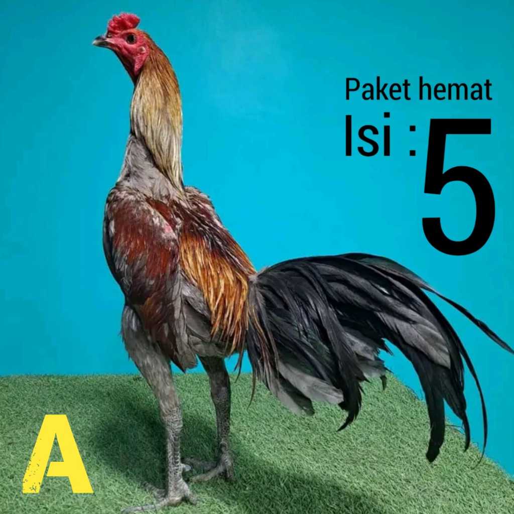 pakhoy bangkok mangon khoytrad pama paket hemat isi 5 random