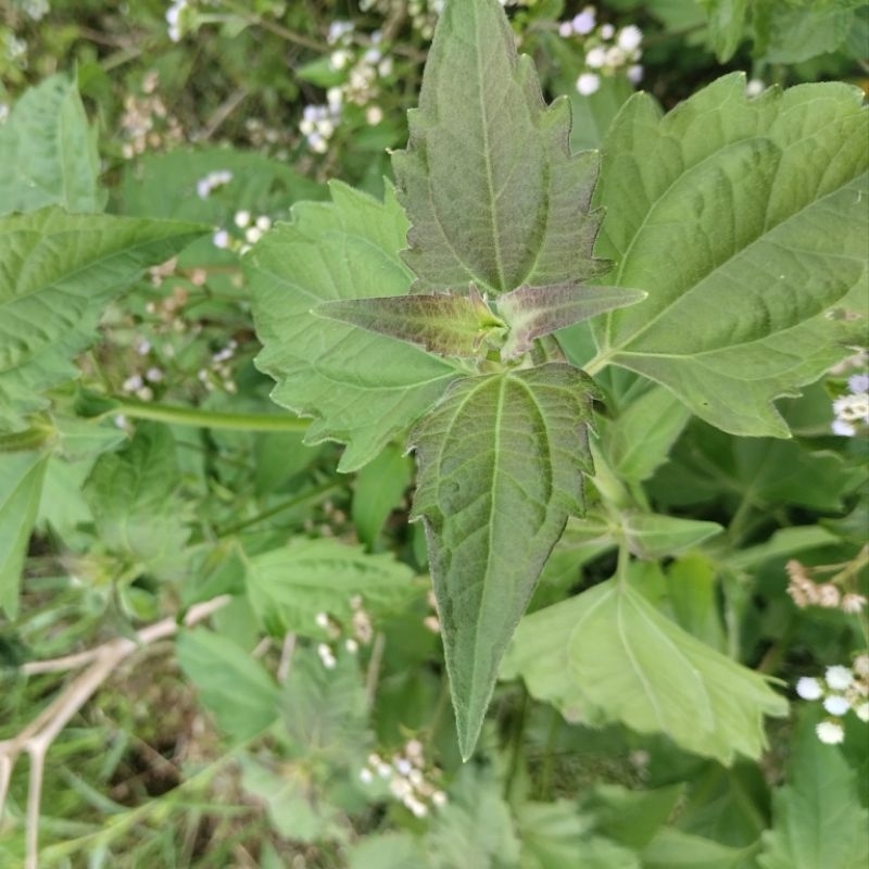 

DAUN KIRINYUH/BALAKACIDA/KOPASANDA SEGAR 100lembar Obat Herbal Alami