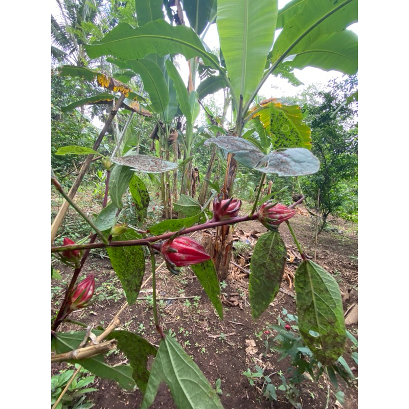 

rosela merah segar baru petik dari pohon masih ada bijinya