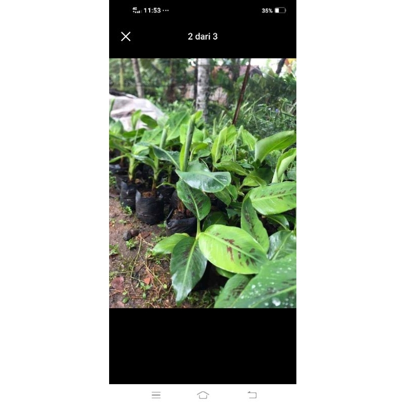 

pisang ambon genjah
