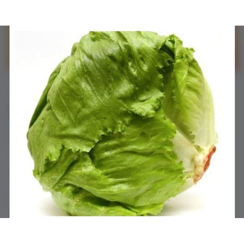 head letuce/ selada 1kg