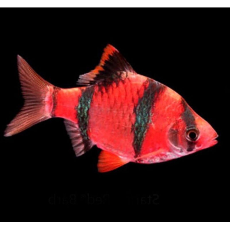 

Sumatera glowfish paket 20ekor