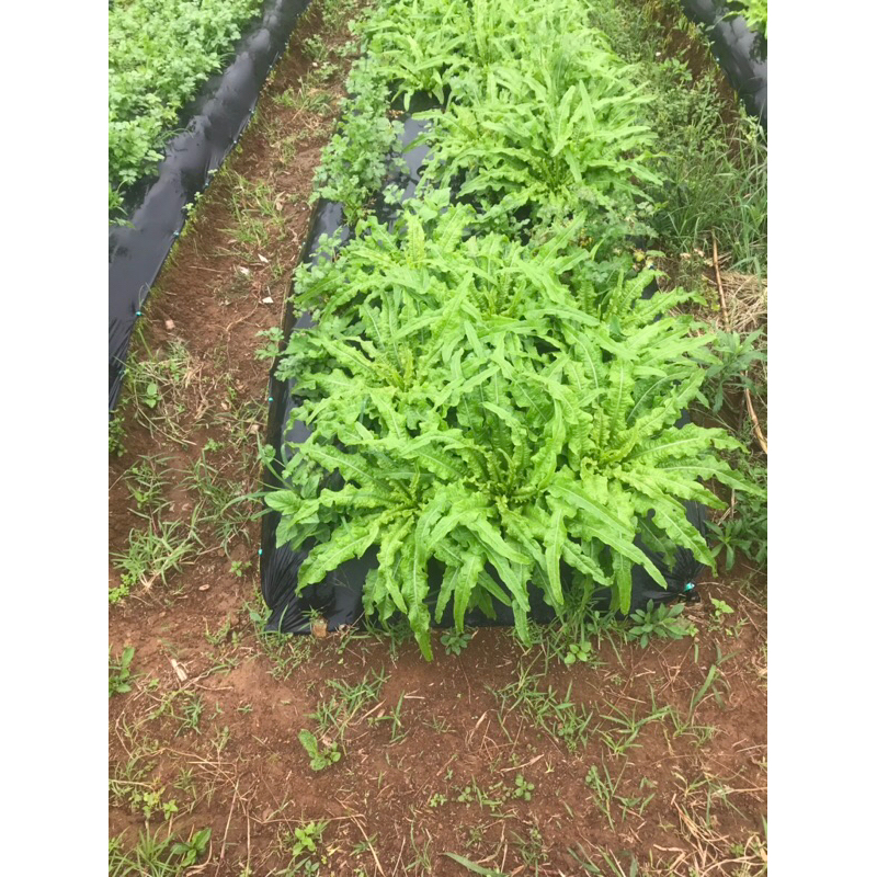 

siombak segar langsung dari petani 500 gram / 0,5kg