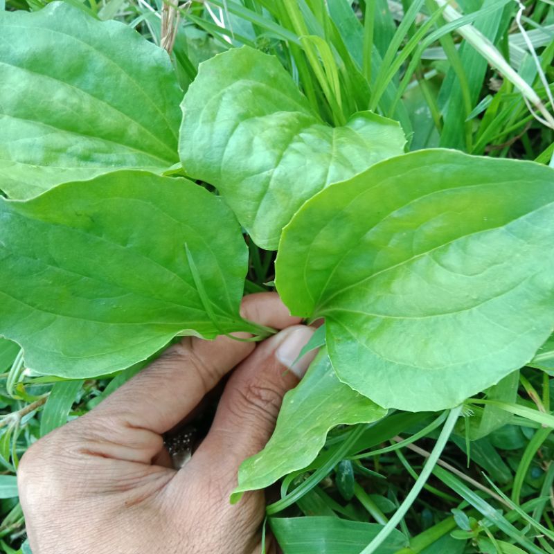

daun sendok atau ki urat segar 500g