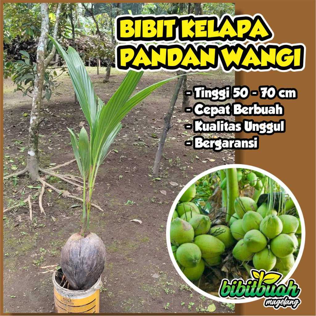 Bibit Kelapa Pandan Wangi