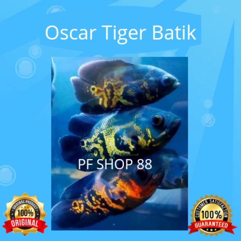 Ikan Hias Oscar Oskar Tiger Batik Top Marking