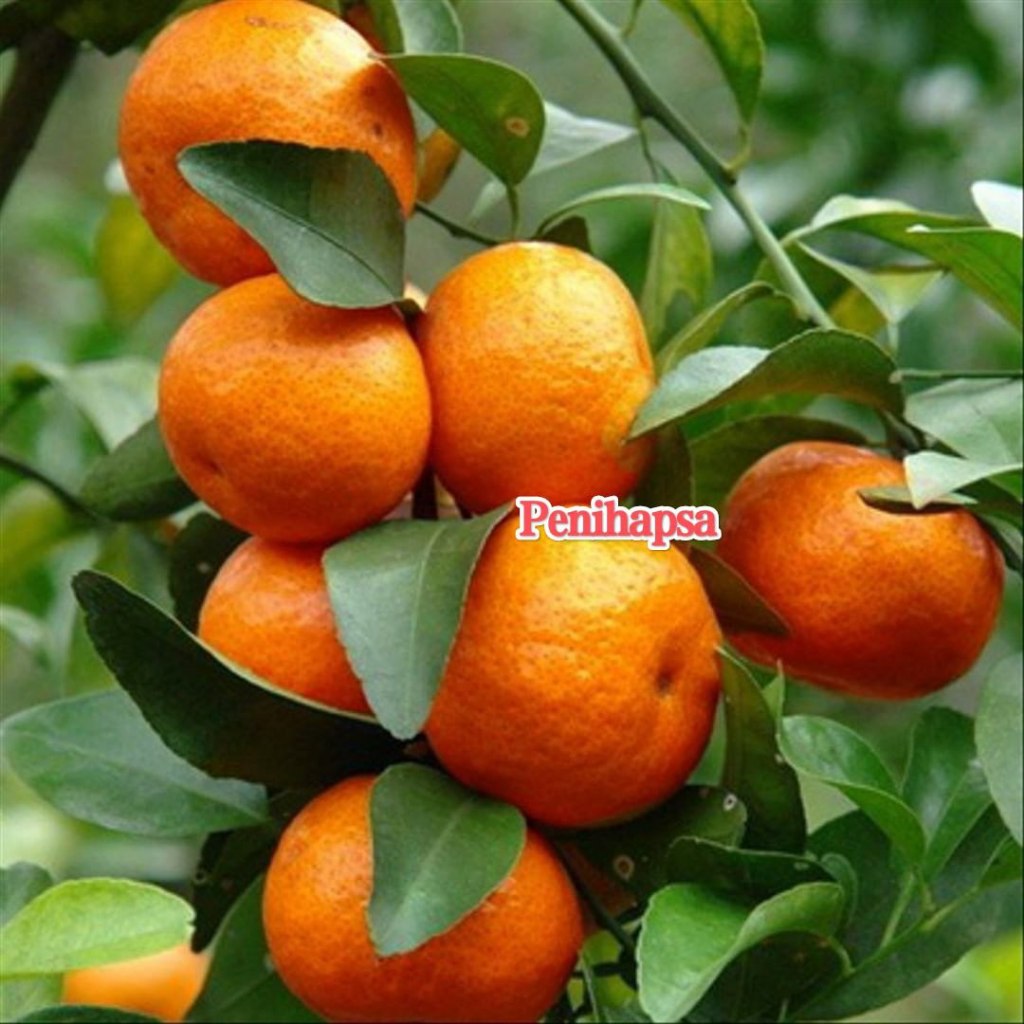 Bibit Jeruk Santang Madu Berbuah Sudah Besar