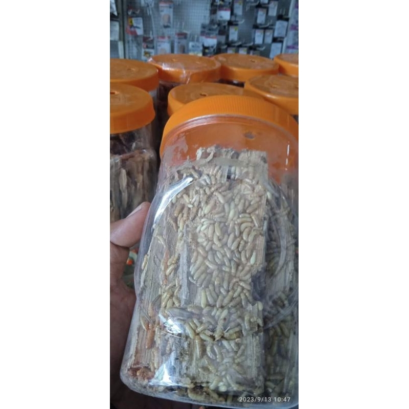 POA/WARENGAS/RAYAP HUTAN GACORRR UMPAN MANCING