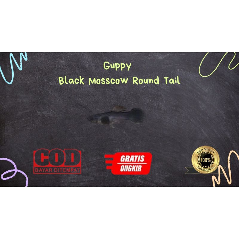 

Packing kardus / styrofoam guppy black moscow round tail