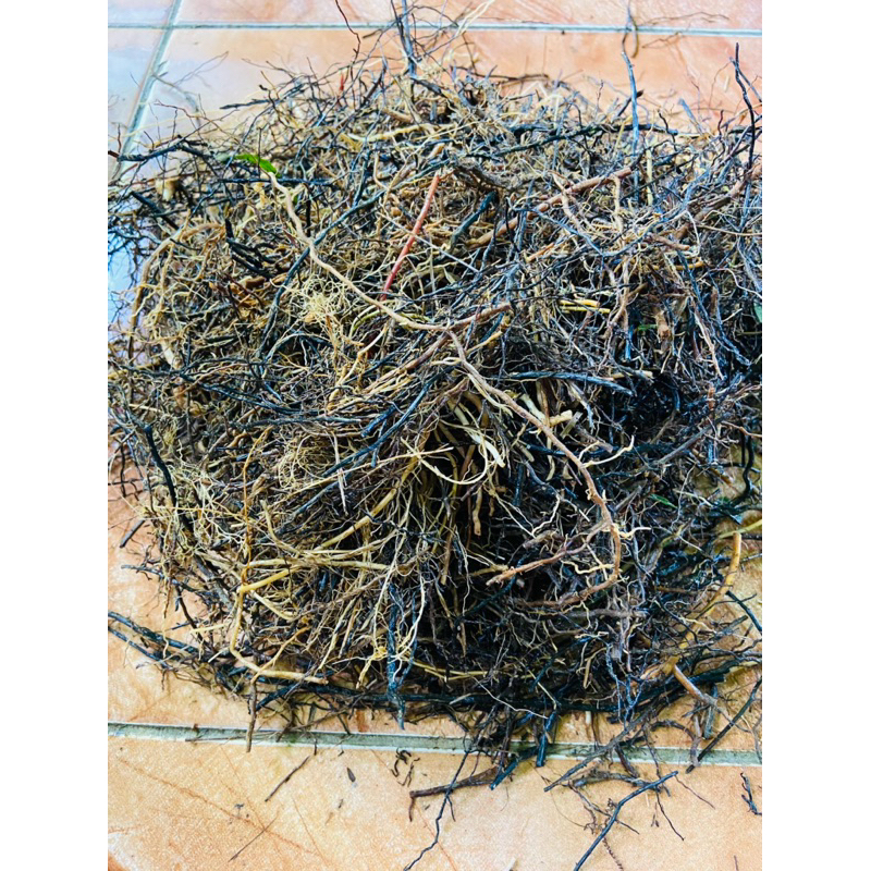 

Akar tebu hitam tebu ireng segar-az