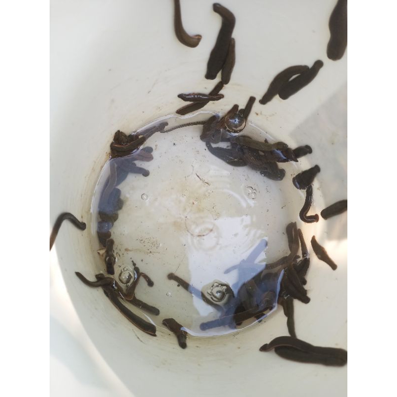 LINTAH TERAPI DARI ALAM 100% STERILISASI LINTAH KESEHATAN UKURAN SEDANG