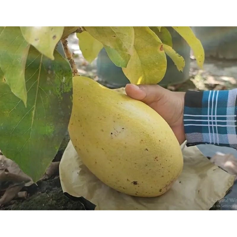 Entres alpukat yellow vietnam