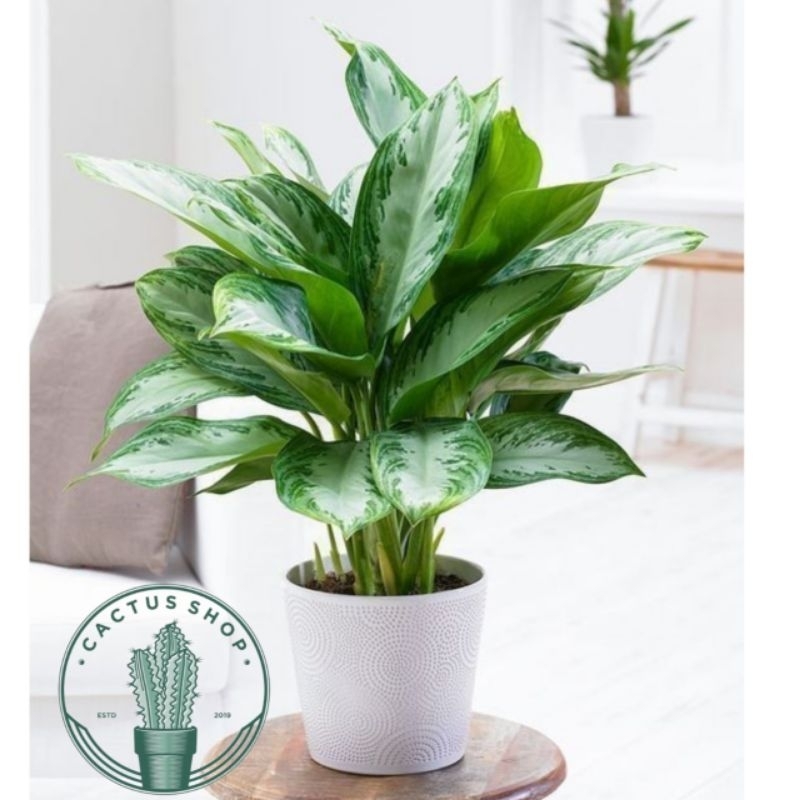 Tanaman Hias Aglonema Silver White Blanceng Srirejeki Silver / Bunga Hias Aglaonema Srirejeki Silver