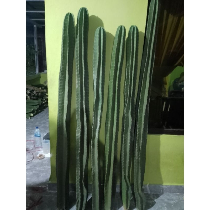 Kaktus koboi ukuran 160cm-170cm-180cm  / kaktus koboi tanpa duri / kaktus koboi besar / kaktus koboi