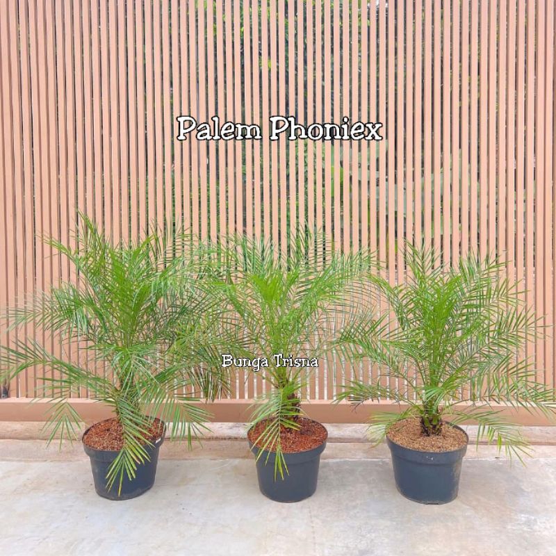 Tanaman hias palem phoenix / pohon palem sikas tinggi 1 meter + pot hitam