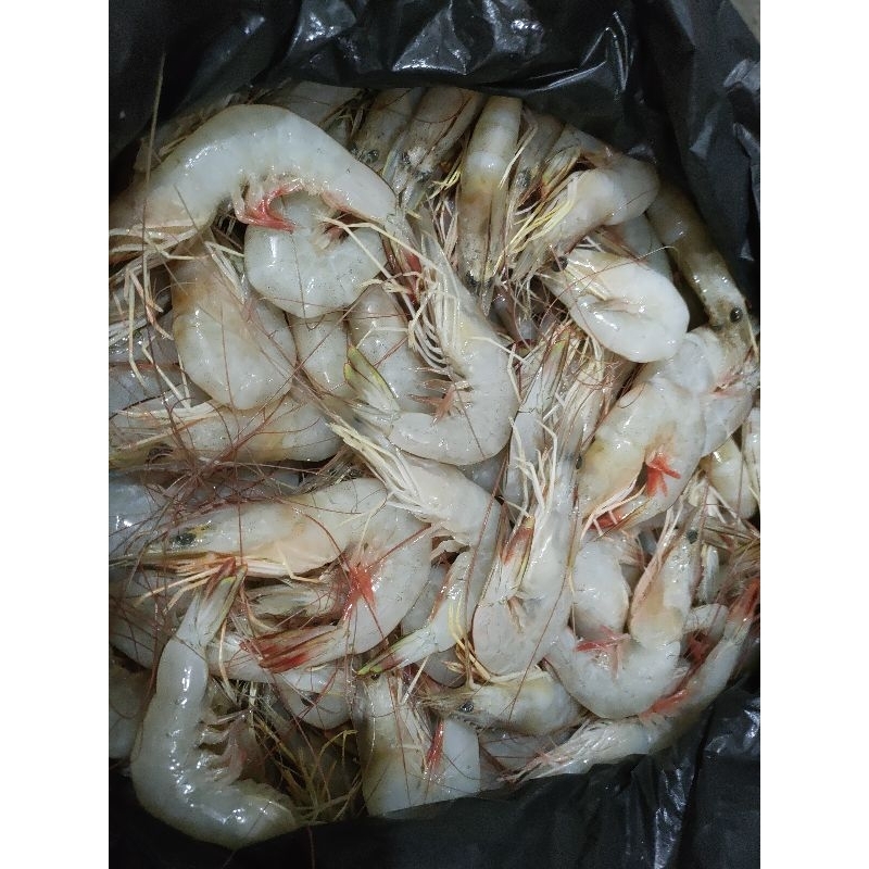 

Udang Peci laut Size 45-55