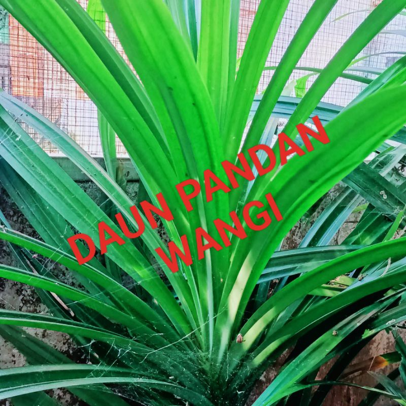 

Daun Pandan Wangi Segar harga @250gram..Langsung petik ketika ada order