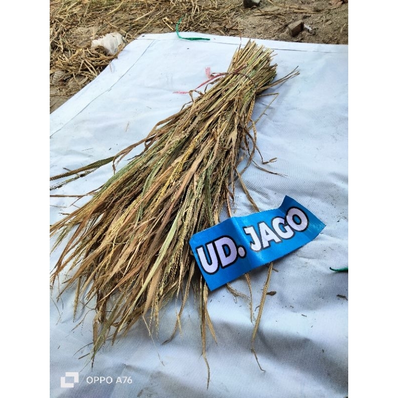 merang jerami/merang dari pohon padi/jerami padi terlaris 300 batang