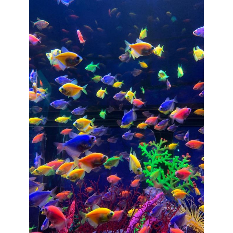 

glofish tetra