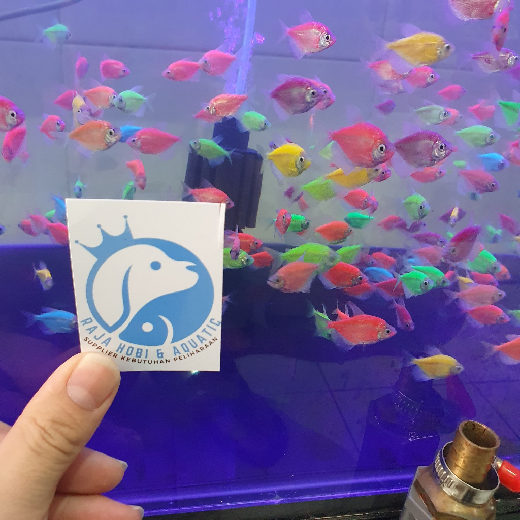 IKAN GLOFISH GLO FISH GLOW FISH GLOWFISH IKAN MENYALA TETRA  AQUASCAPE AKUARIUM AQUARIUM IKAN HIAS