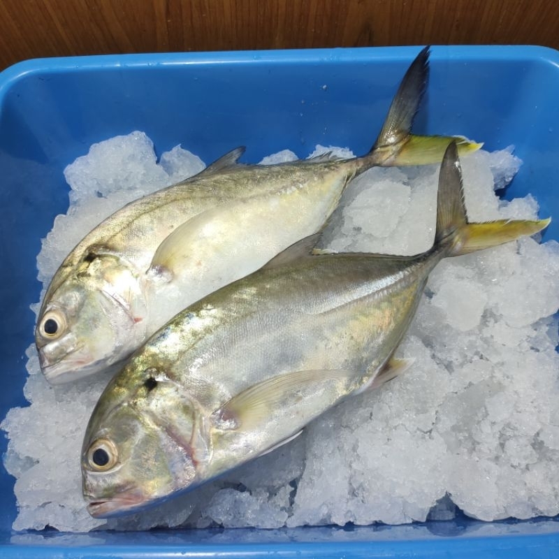 

Ikan Kuwe / Kue - 500 gram
