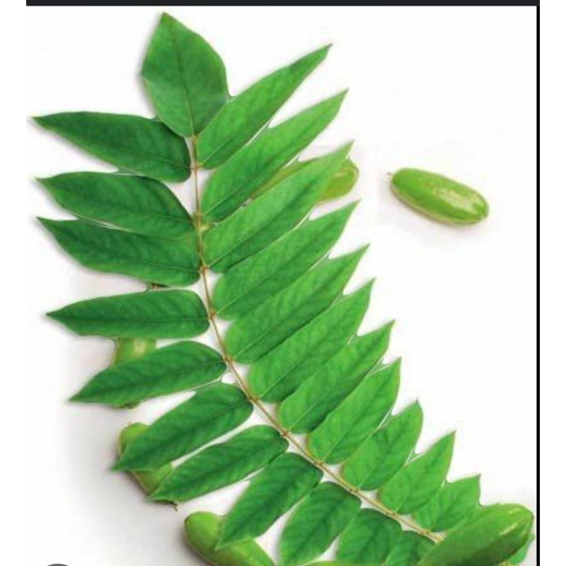 

PROMO Daun belimbing wuluh fresh segar untuk menurunkan demam dll