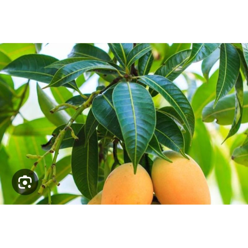 

Daun mangga fresh segar untuk menyehatkan pembuluh darah, farises dll