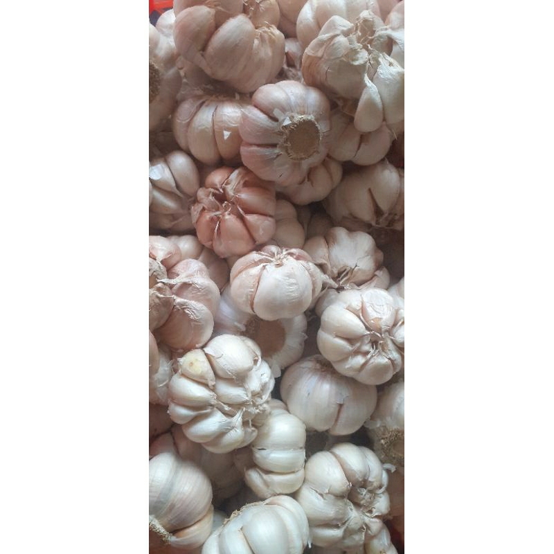 

BAWANG PUTIH 1/2KG