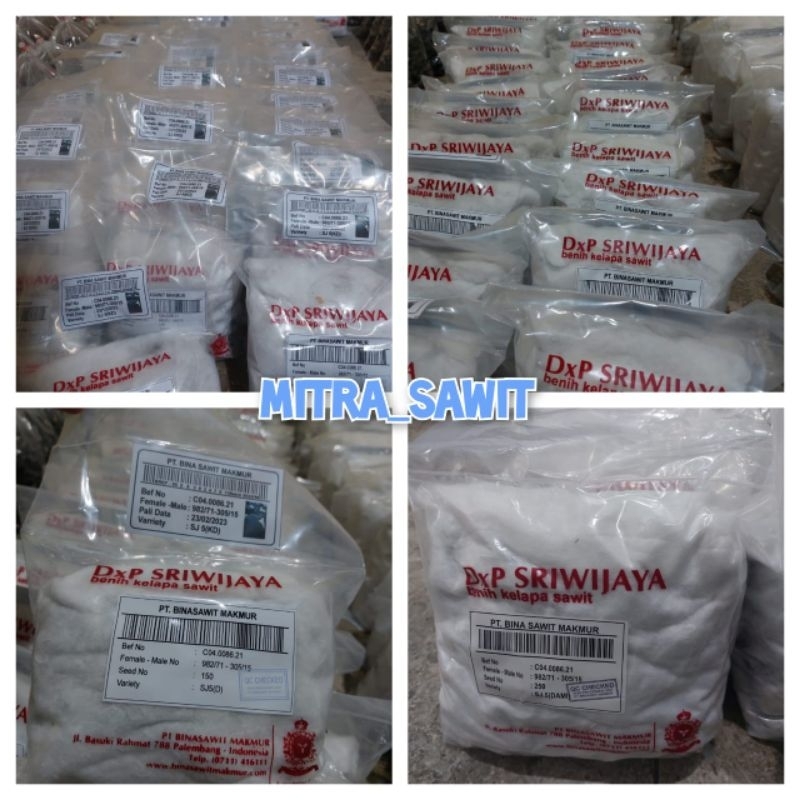 bibit kecambah Sriwijaya 5