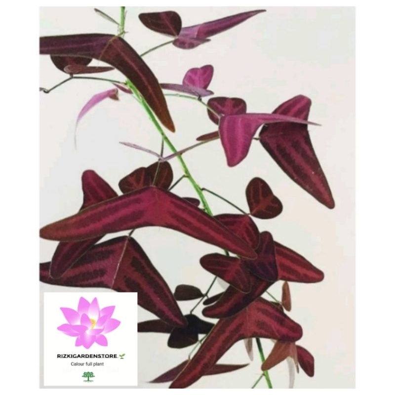 Tanaman hias oxalis batik merah