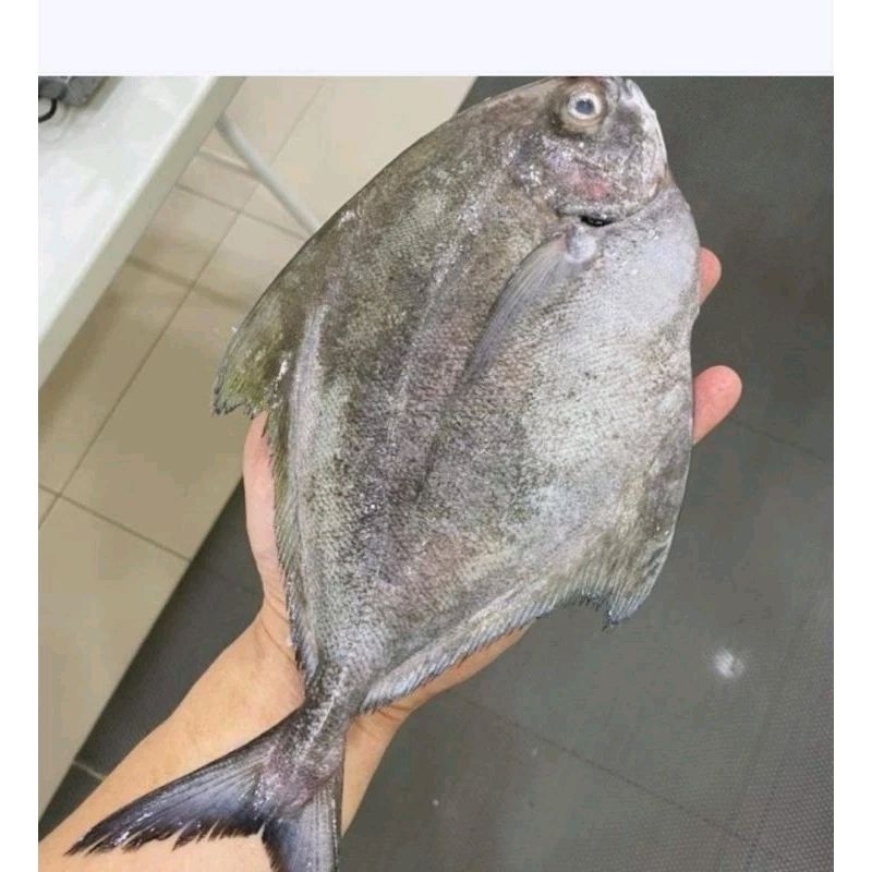 

ikan bawal hitam laut ikan bawal segar 1kg