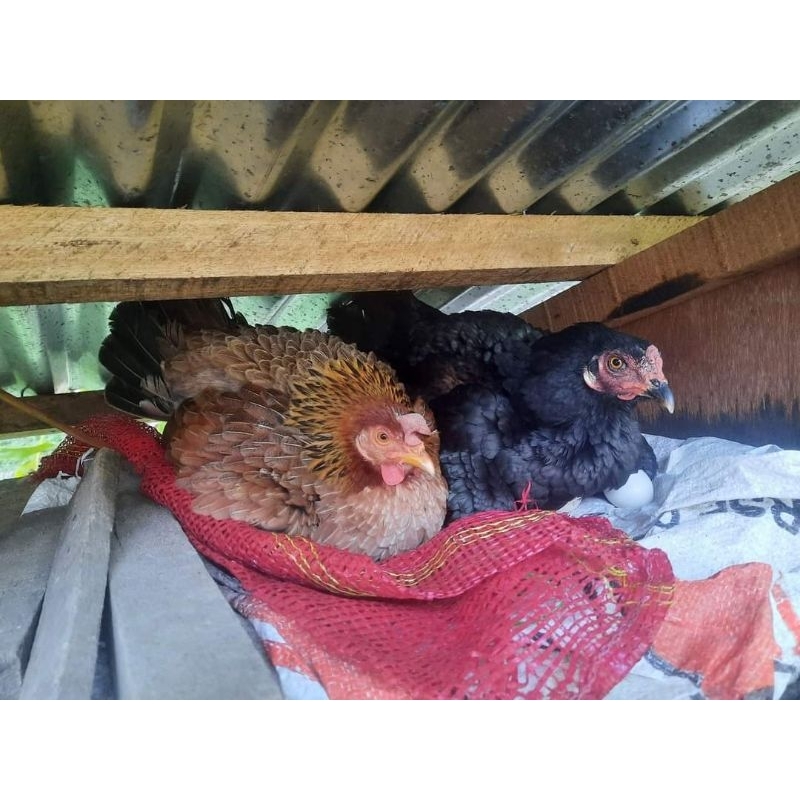 

Induk ayam kampung