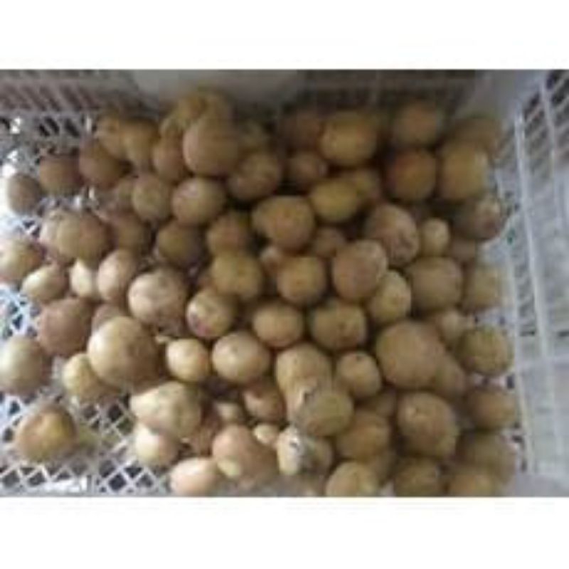 

Kentang Kecil / Baby Potato 500 g