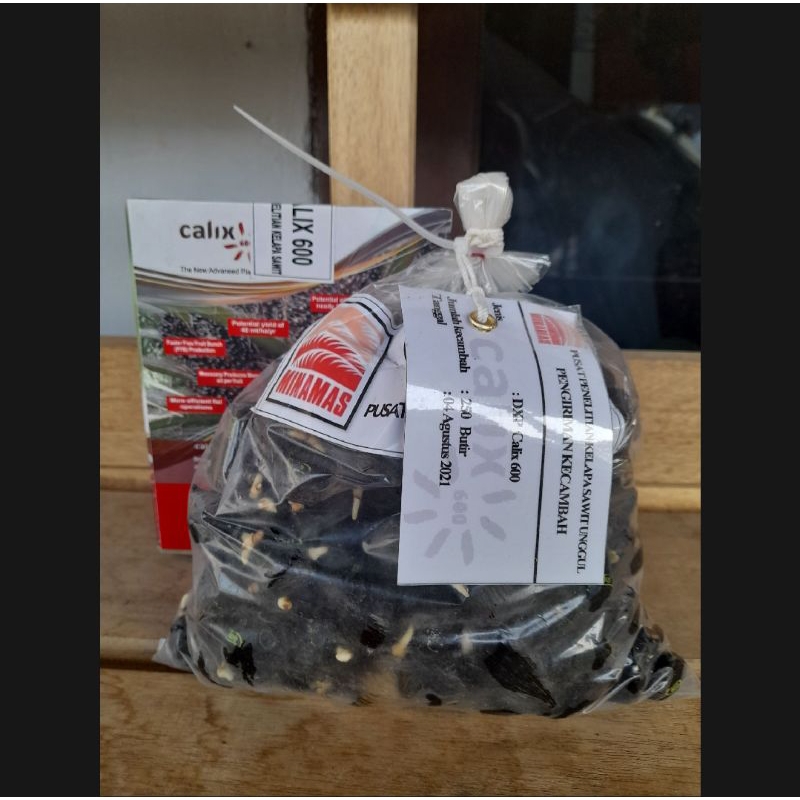 Benih bibit sawit unggul Calix 600 asli bersertifikat