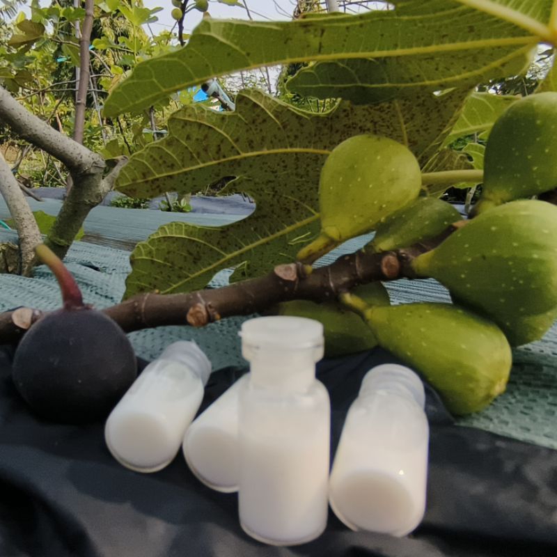 Ada Stok Fresh Getah Buah Tin Segar Untuk Pengobatan Kulit