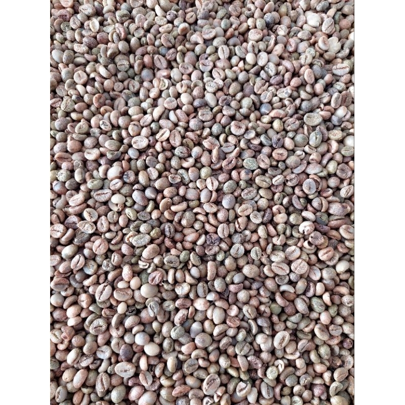 

Green bean Robusta Lampung - Natural Process (5kg)