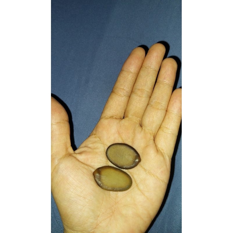 20 Benih/biji Solobium (Schizolobium parahyba)