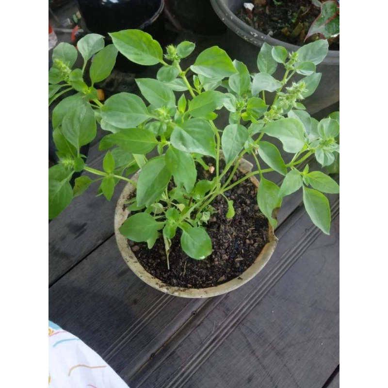 Bibit Pohon Kemangi siap Tanam