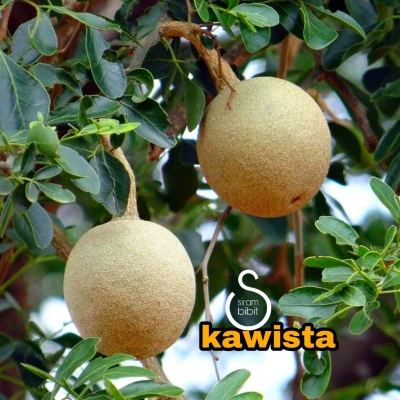 bibit kawista // pohon kawista // tanaman buah kawista