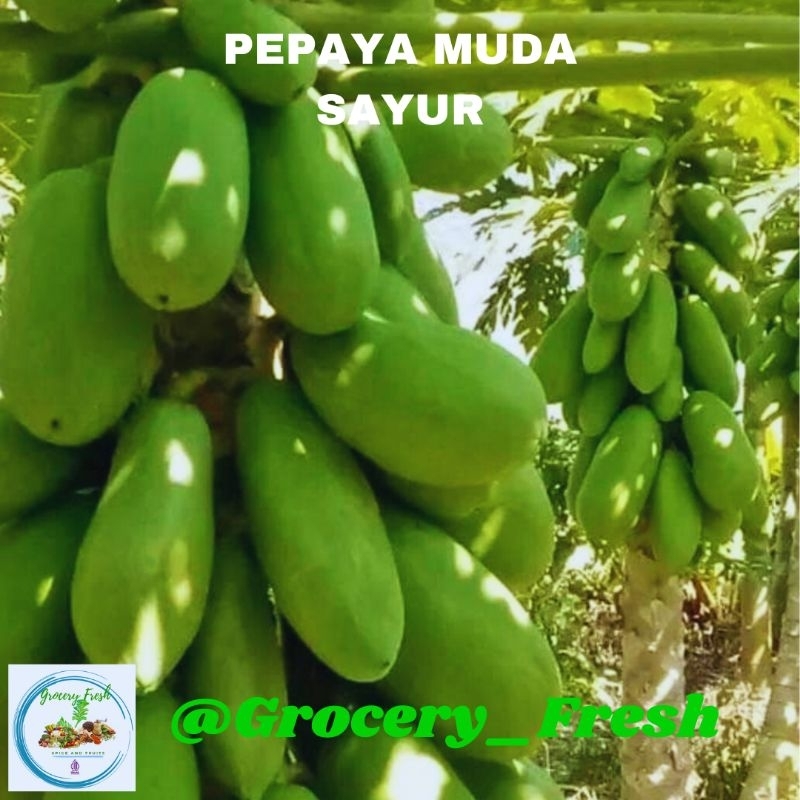 

Pepaya Muda Pepaya Sayur Untuk Berbagai Masakan 1 Butir