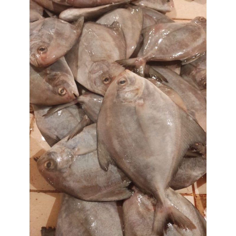 

Ikan Bawal Hitam Kecil (isi 5-6) / 1 Kg