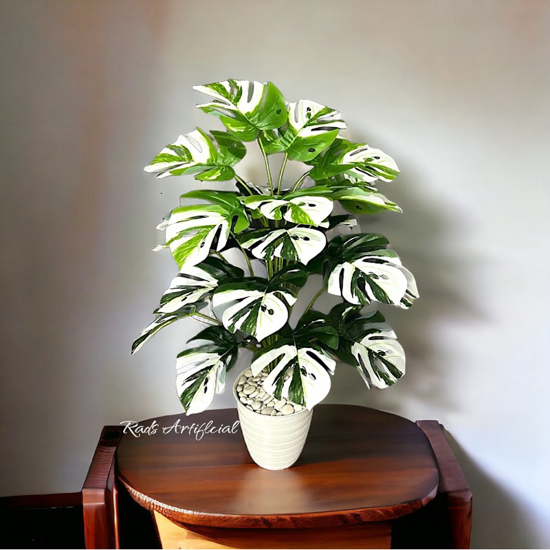 Pohon monstera varigata jumbo daun 24cabang + pot pirus