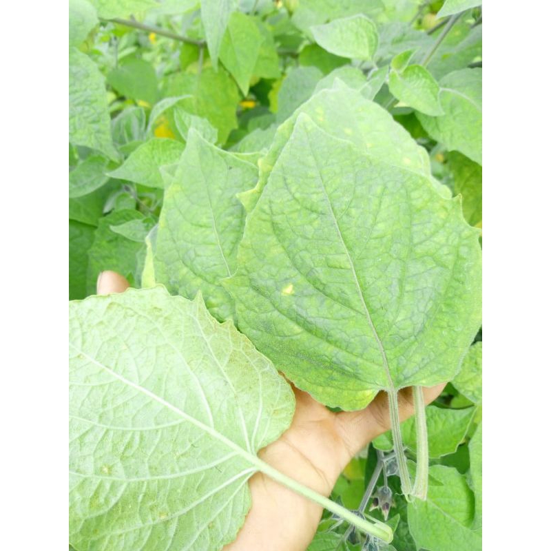 

20 lembar daun ciplukan, goldenberry, cecendet