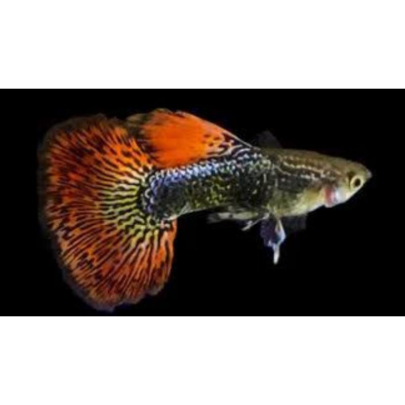 ikan hias guppy red dragon