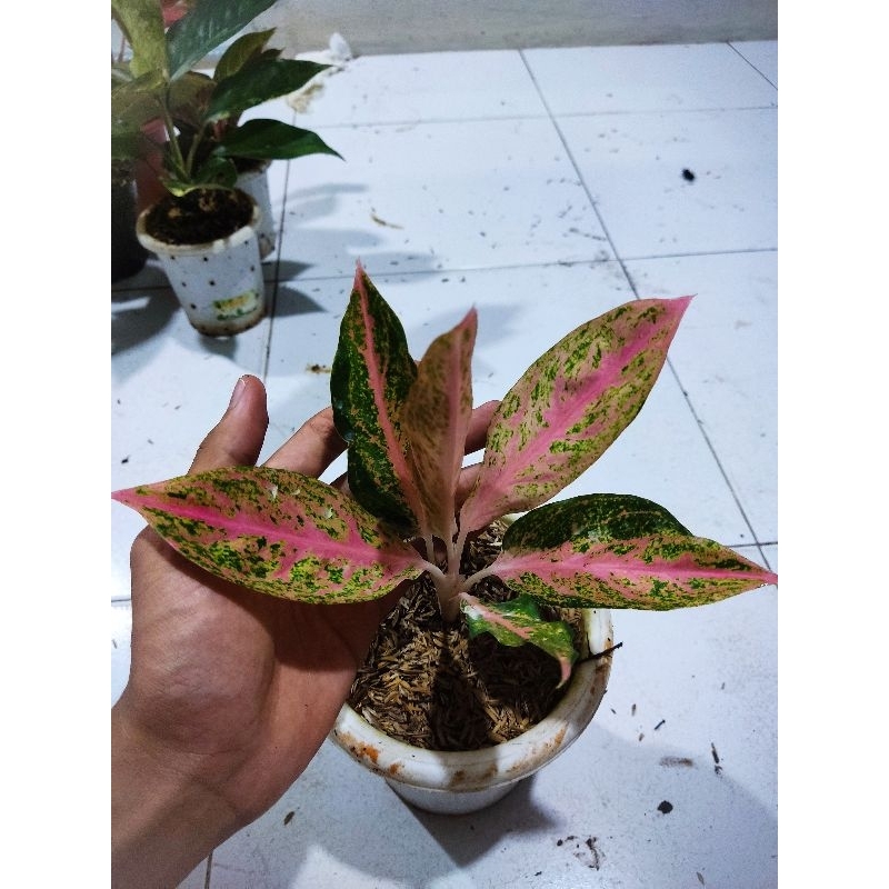 paket 2 Aglonema tanian lokal tamara dan sexy pink