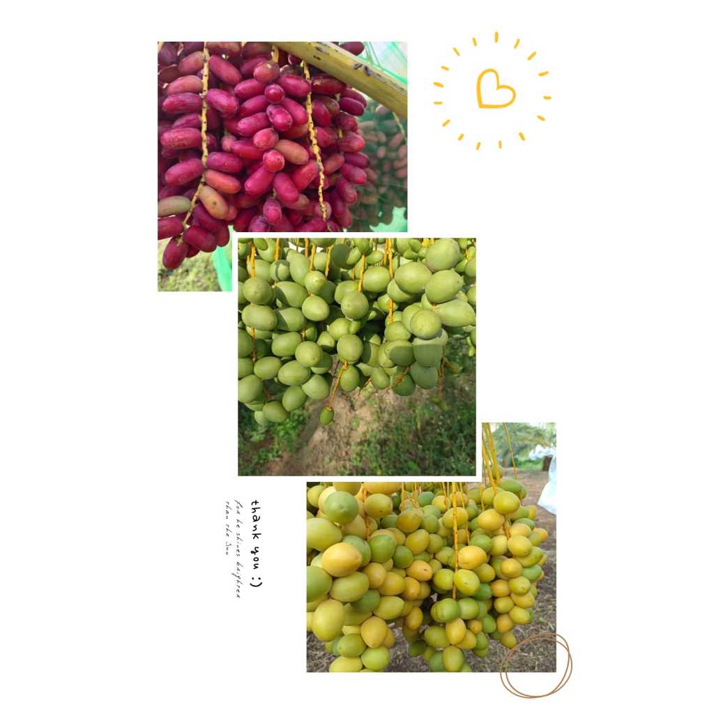 

Kurma Muda Mix 3 Warna Promil 250 gr