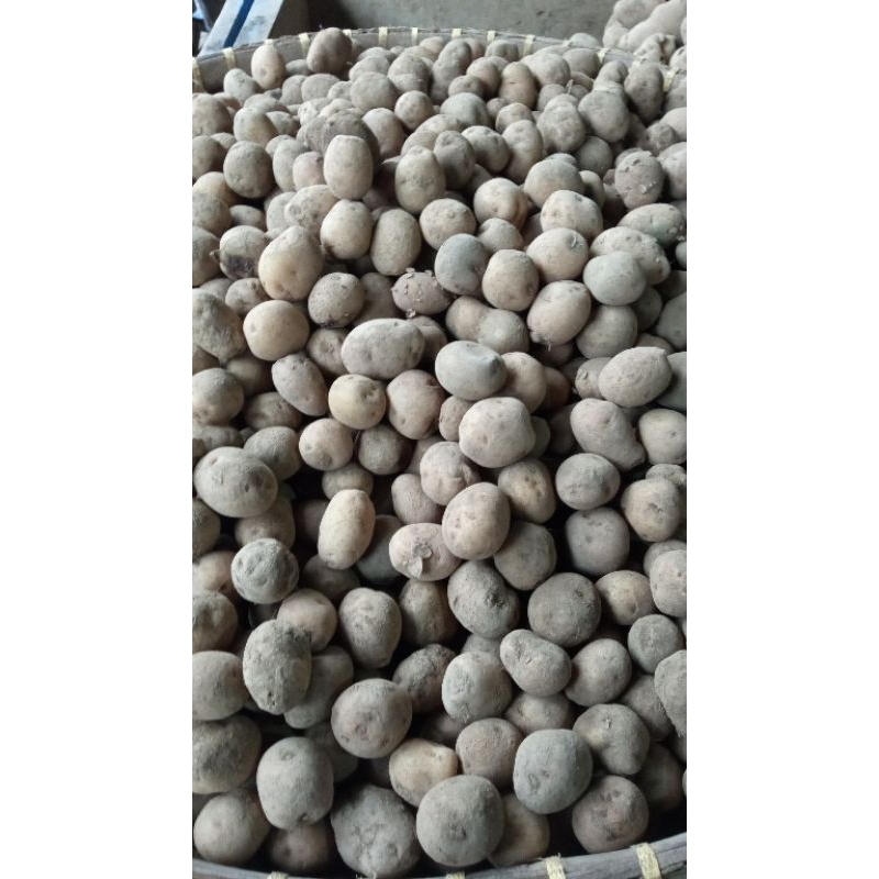 

kentang sedang 1 kg