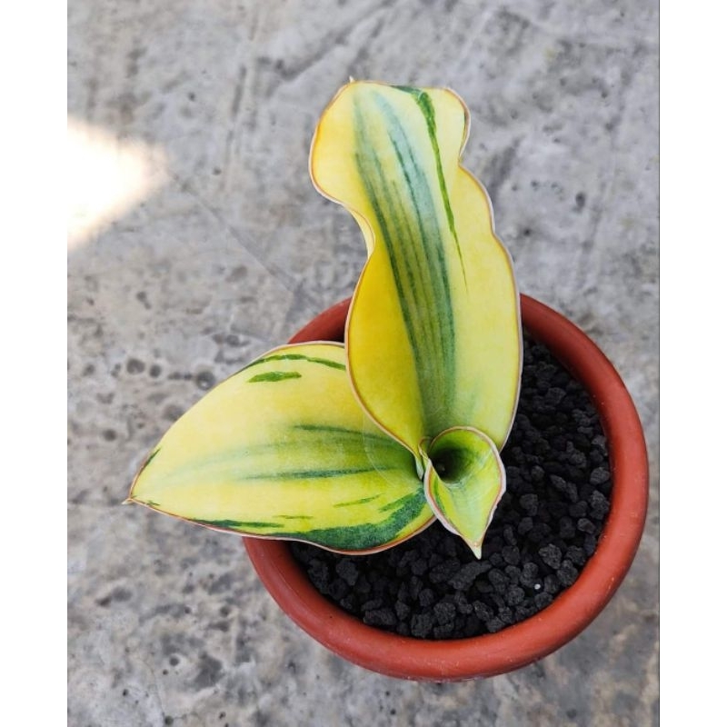 Sansevieria Mason Bowl Varigata Cantik