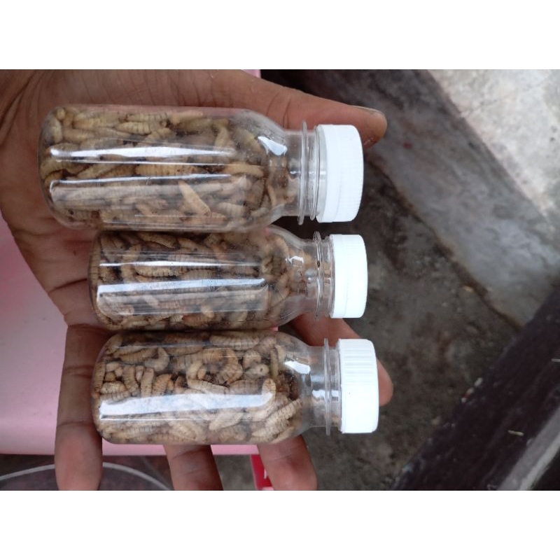 Maggot BSF Fresh Grade A