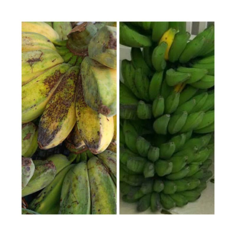 

Pisang kepok mentah tua / mengkal fresh